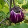 Aubergines rondes violettes
