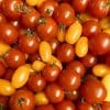 Tomates cerises mélangées jaunes et rouges allongées rondes 500g