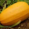 Courge spaghetti 1/1,5 kg