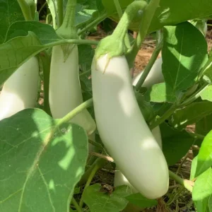 Aubergines mélangées