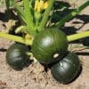 Courge zapalito 1/1,5 kg