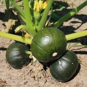 Courge zapalito 1/1,5 kg