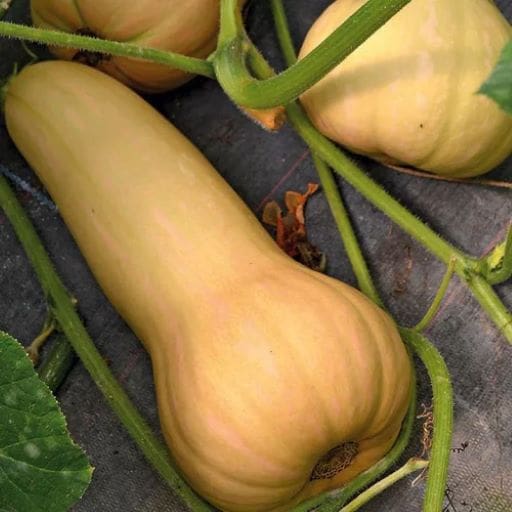 Courge longue de Nice env 1kg/1kg5