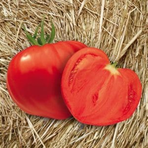 Tomates catégorie 1 1kg